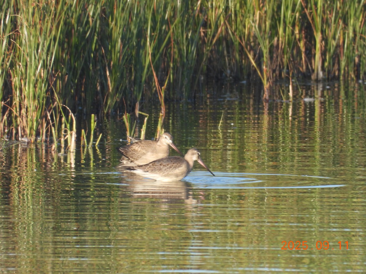 Hudsonian Godwit - ML645608758