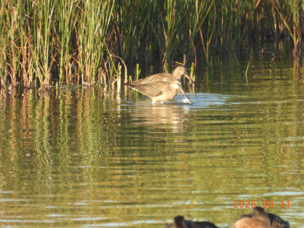 Hudsonian Godwit - ML645608759