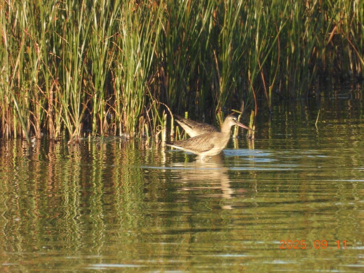 Hudsonian Godwit - ML645608760