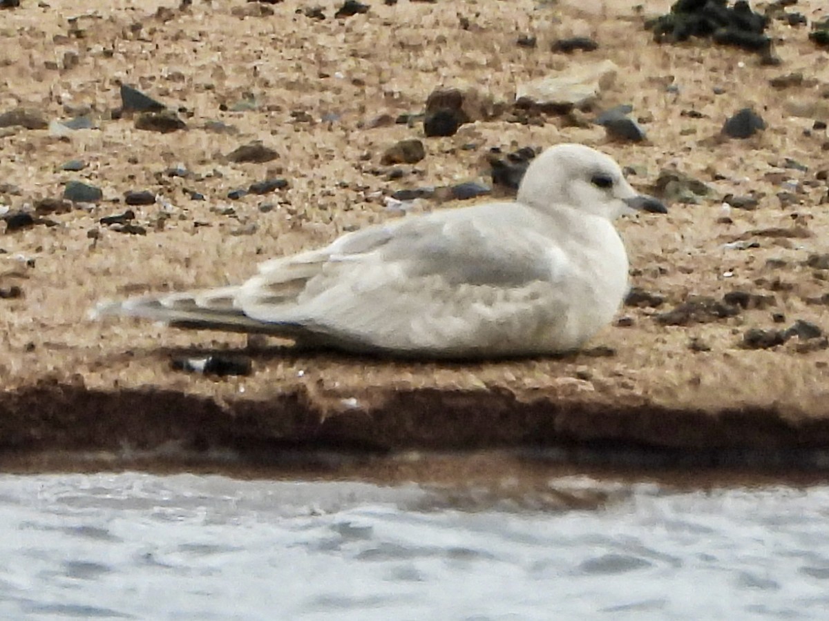 Short-billed Gull - ML645608762