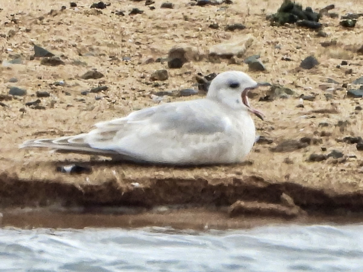 Short-billed Gull - ML645608763