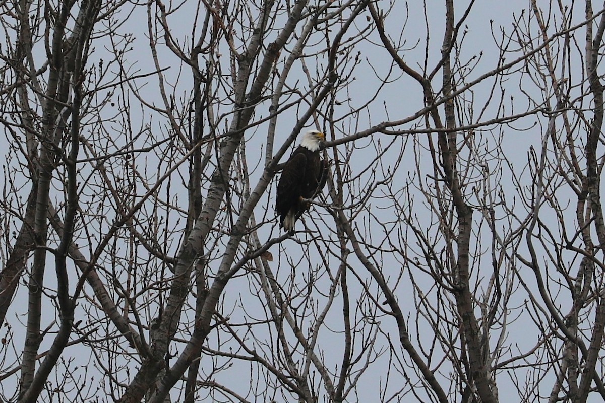 Bald Eagle - ML645608767