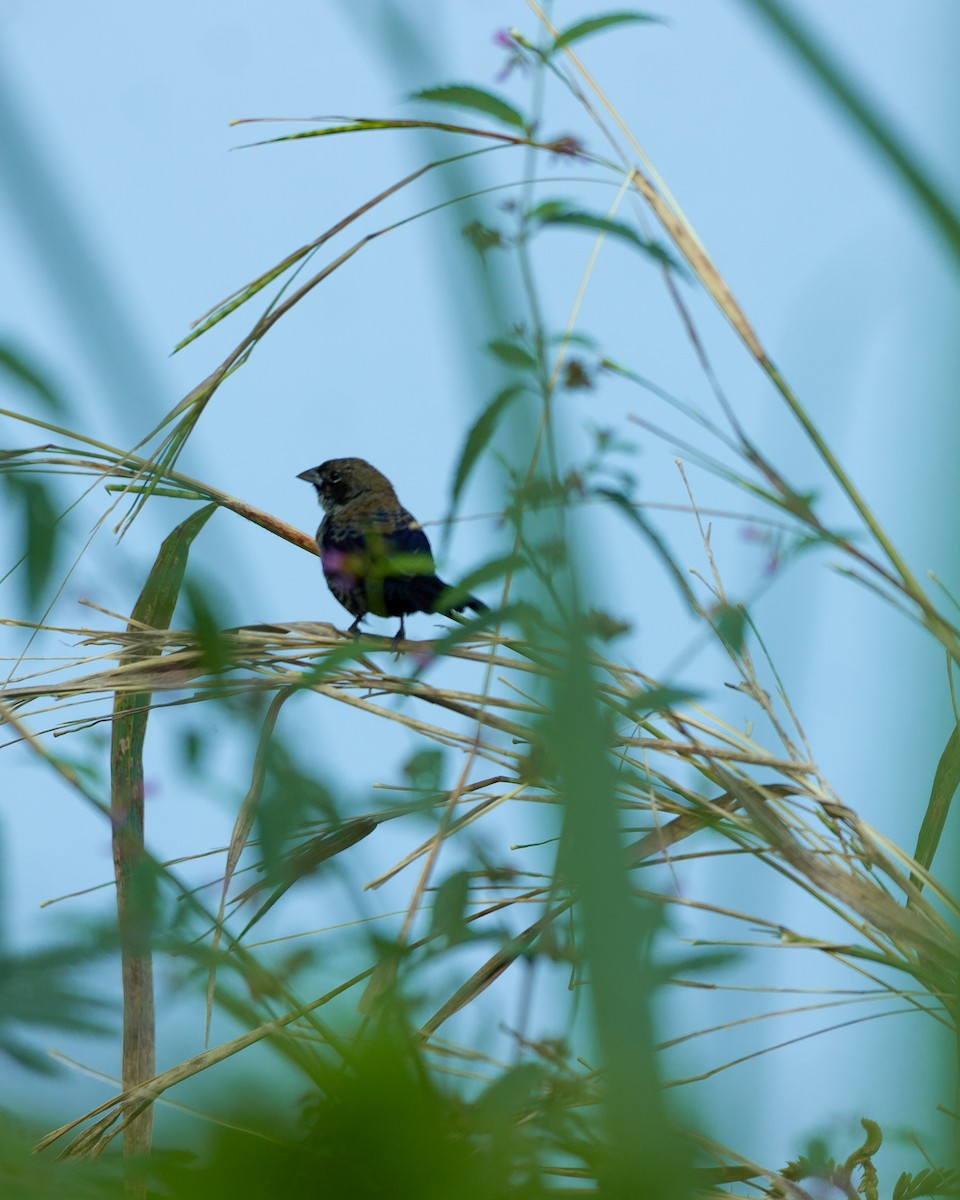 Blue-black Grassquit - ML645608768