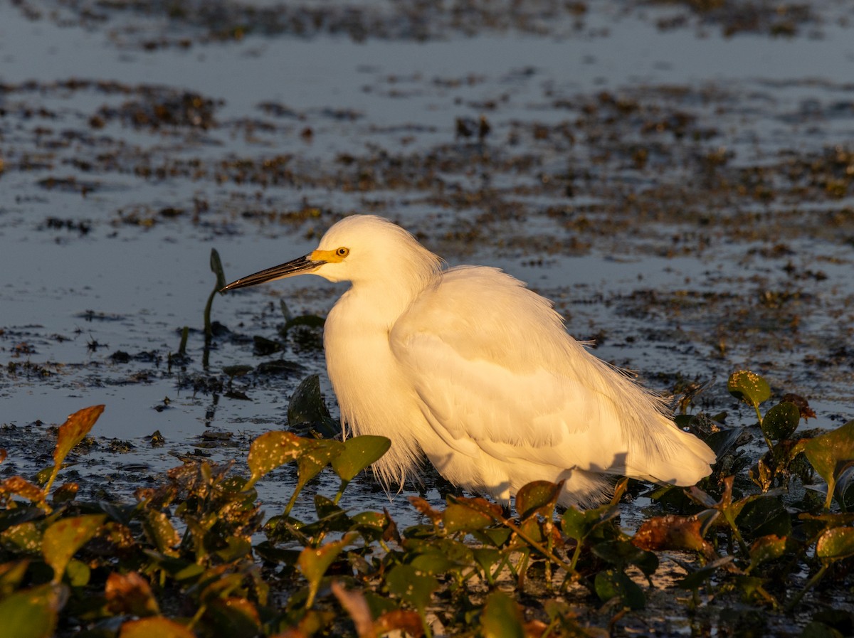 Snowy Egret - ML645608769
