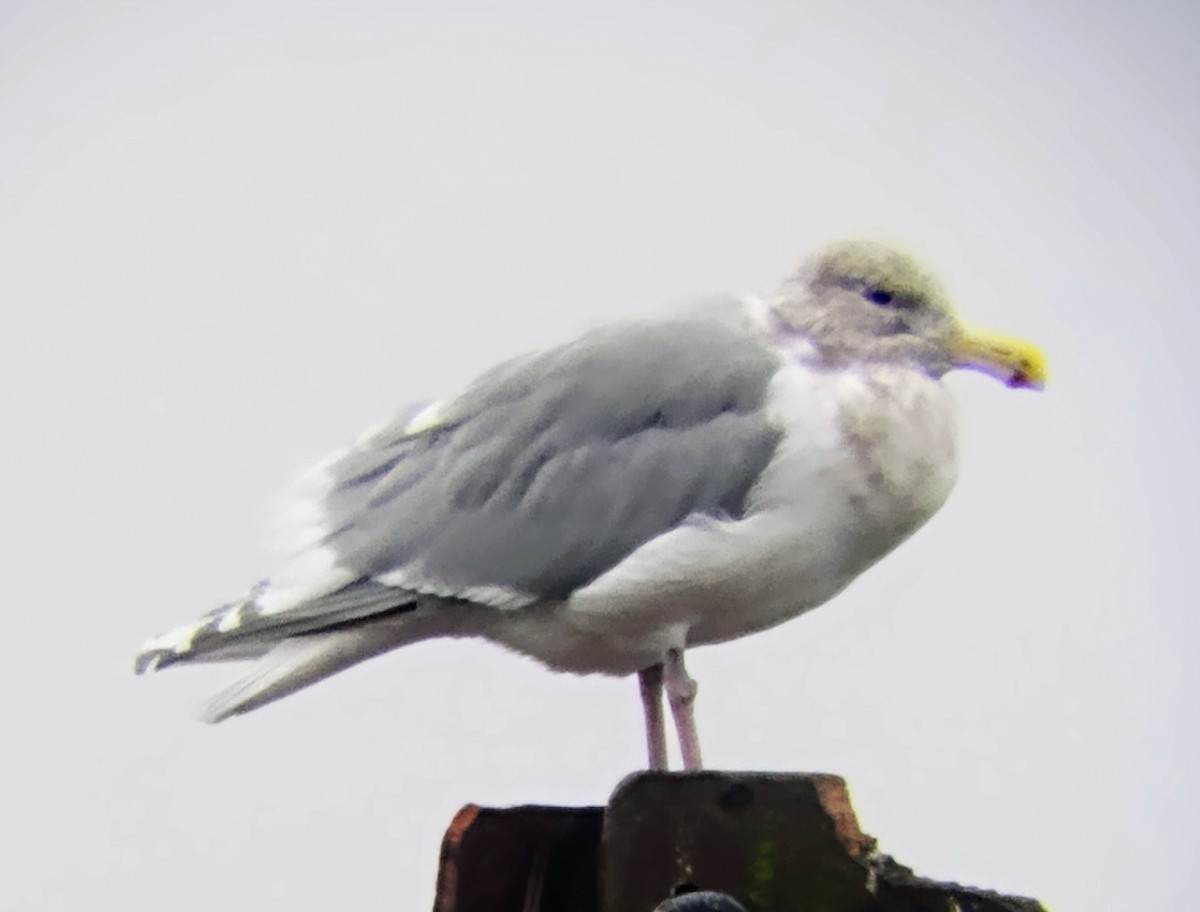 Glaucous-winged Gull - ML645608771