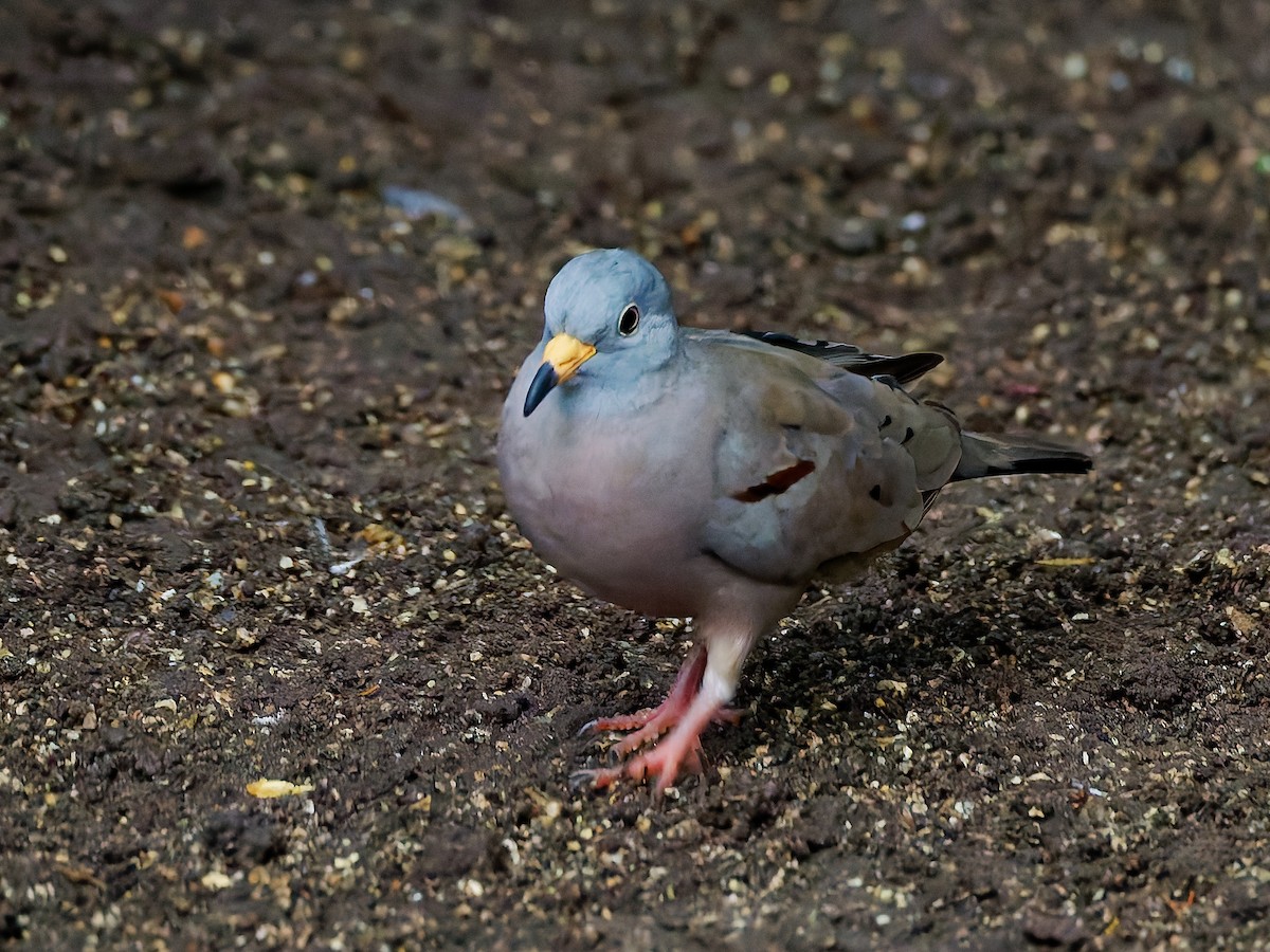 Croaking Ground Dove - ML645608772