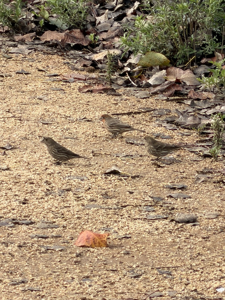 House Finch - ML645608773