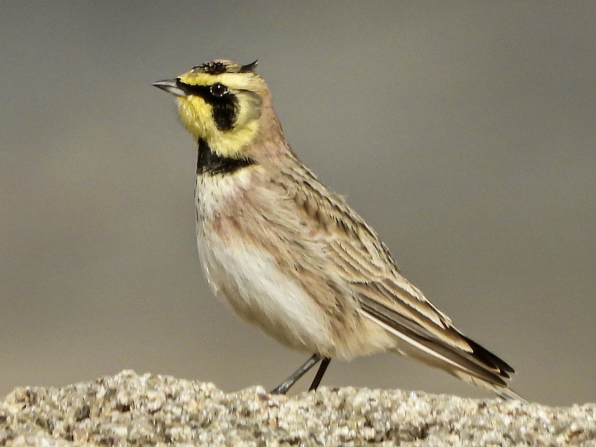 Allodola golagialla - ML645608774