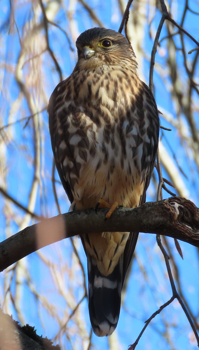 Smeriglio - ML645608775