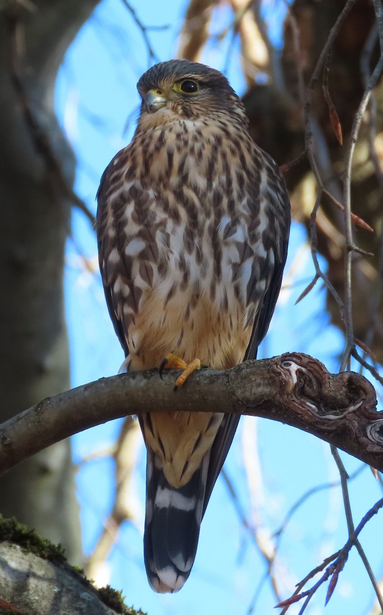 Smeriglio - ML645608776