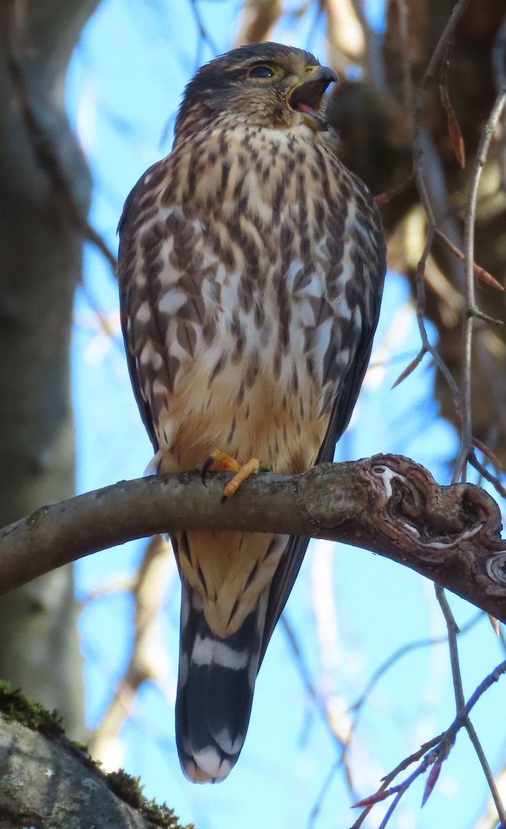 Smeriglio - ML645608777