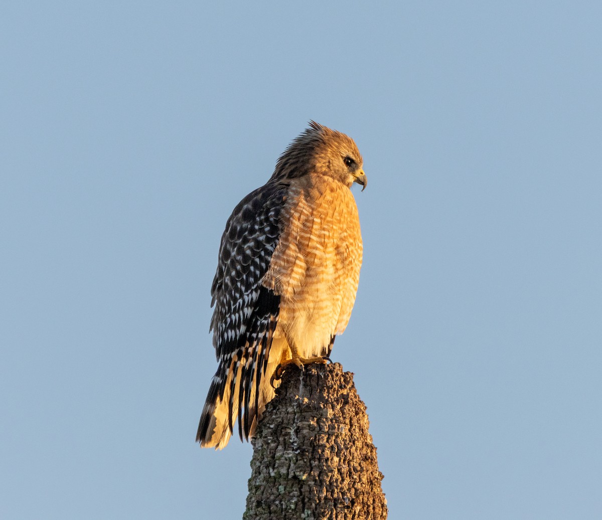 Red-shouldered Hawk - ML645608778