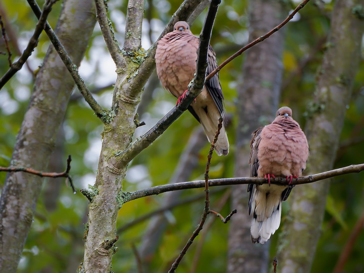 Eared Dove - ML645608779