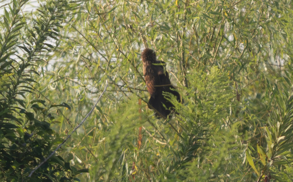 Lesser Coucal - ML645608780