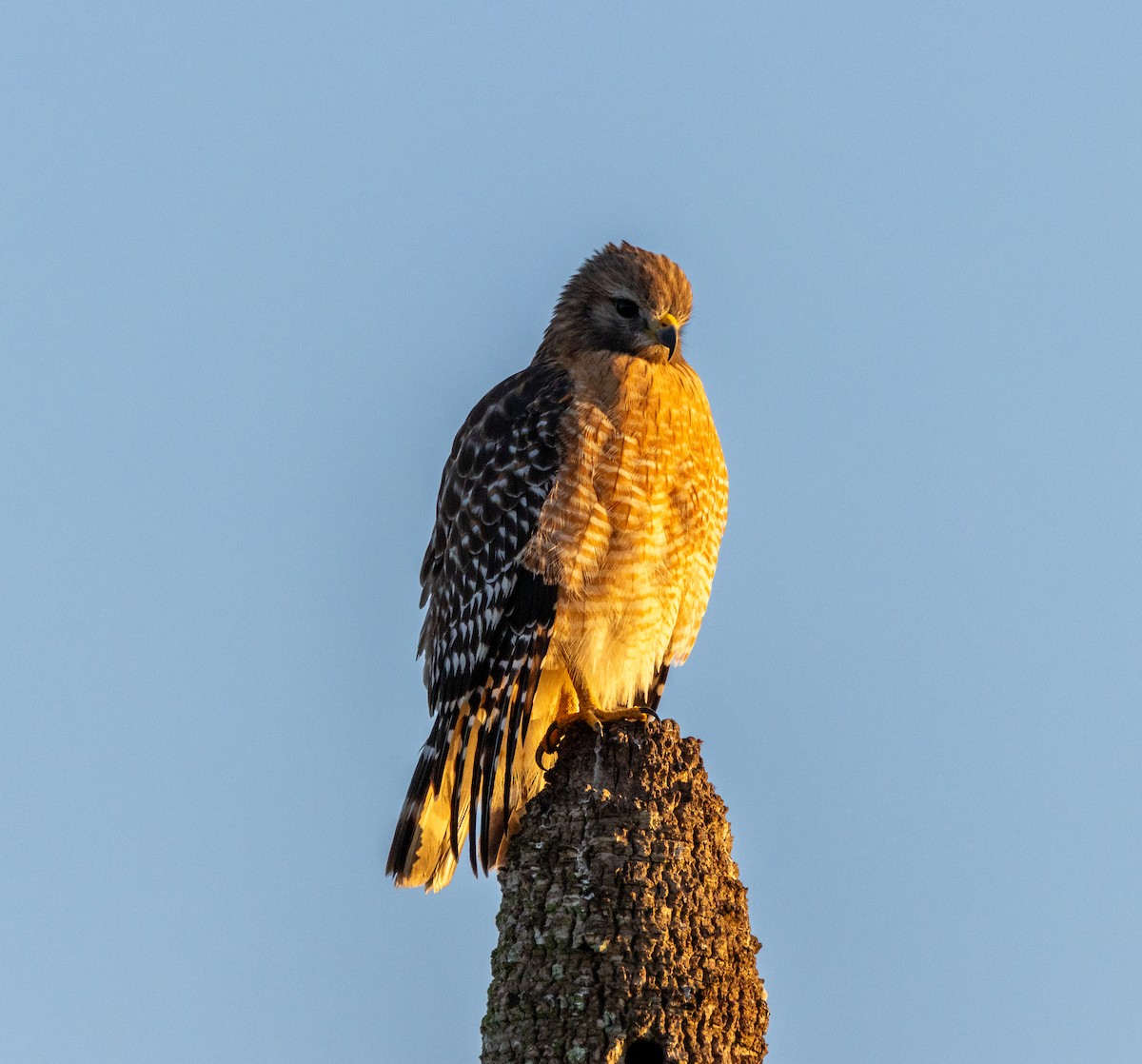 Red-shouldered Hawk - ML645608781