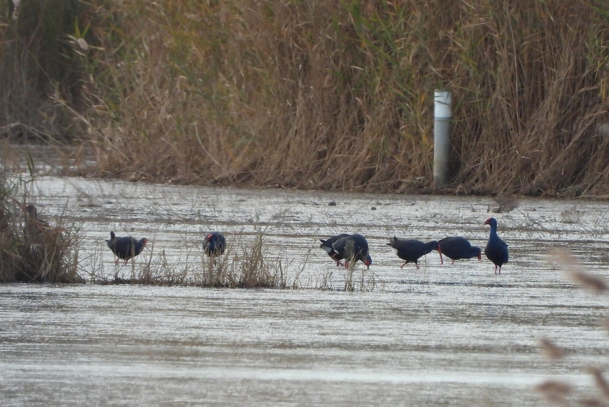 Pollo sultano - ML645608782