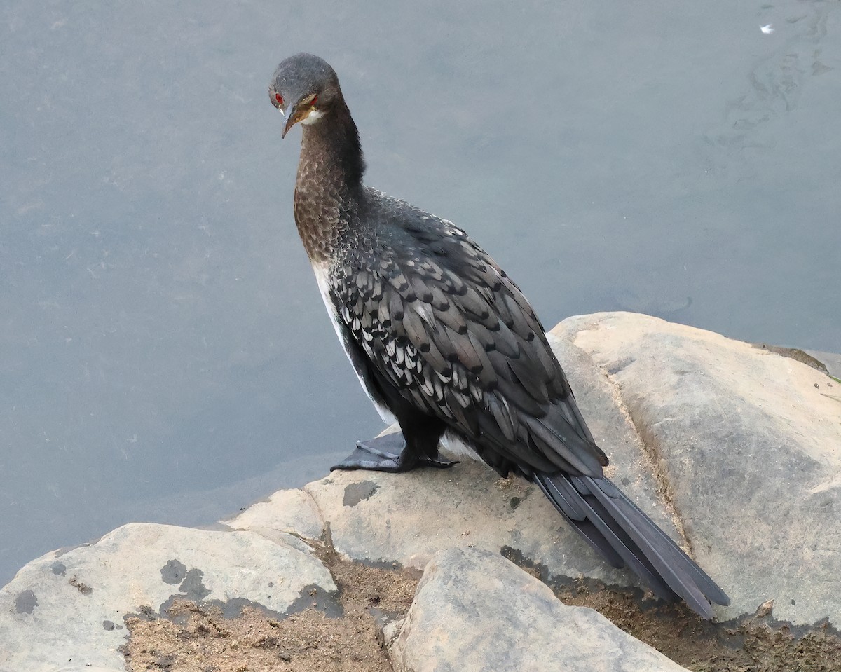 Reed Cormorant - ML645608783