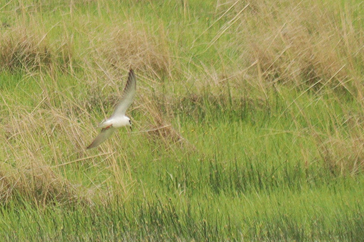 Mignattino alibianche - ML645608785