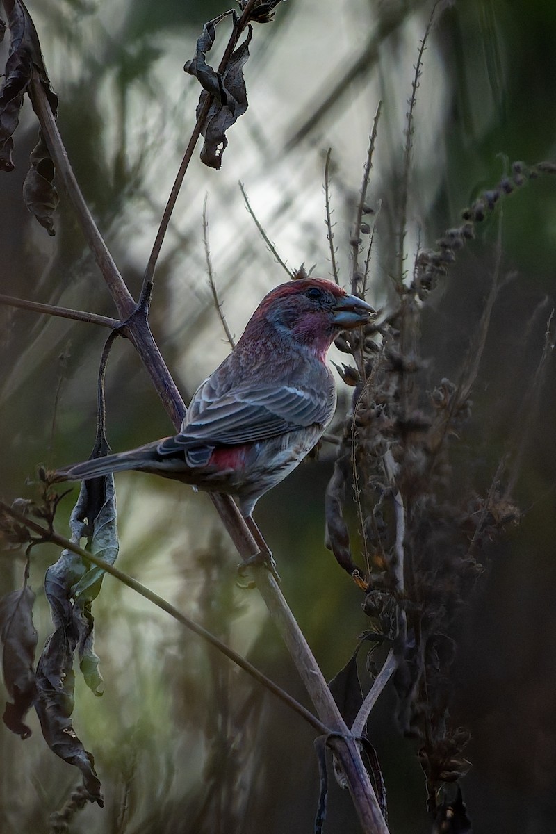 House Finch - ML645608786