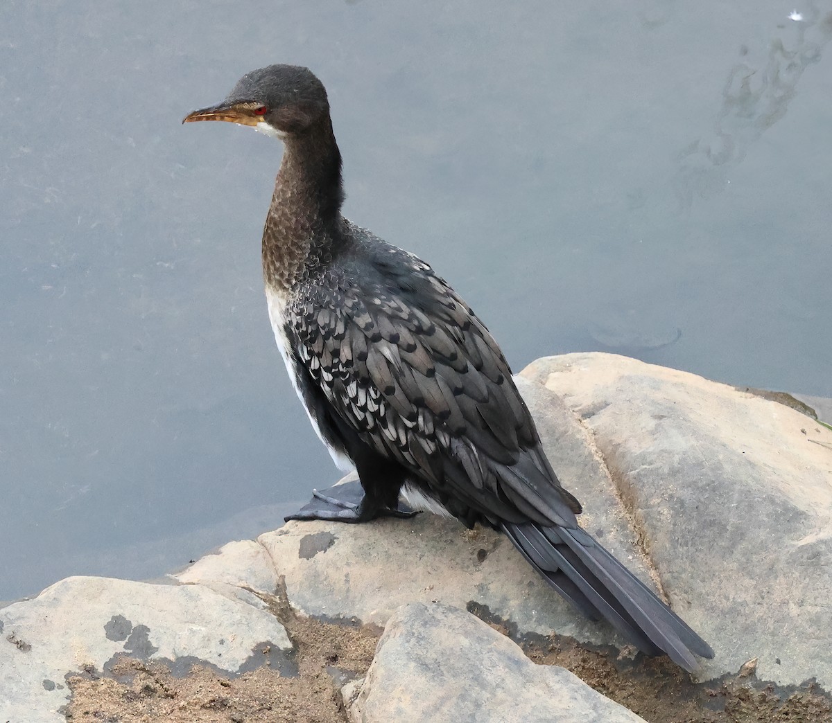 Reed Cormorant - ML645608787