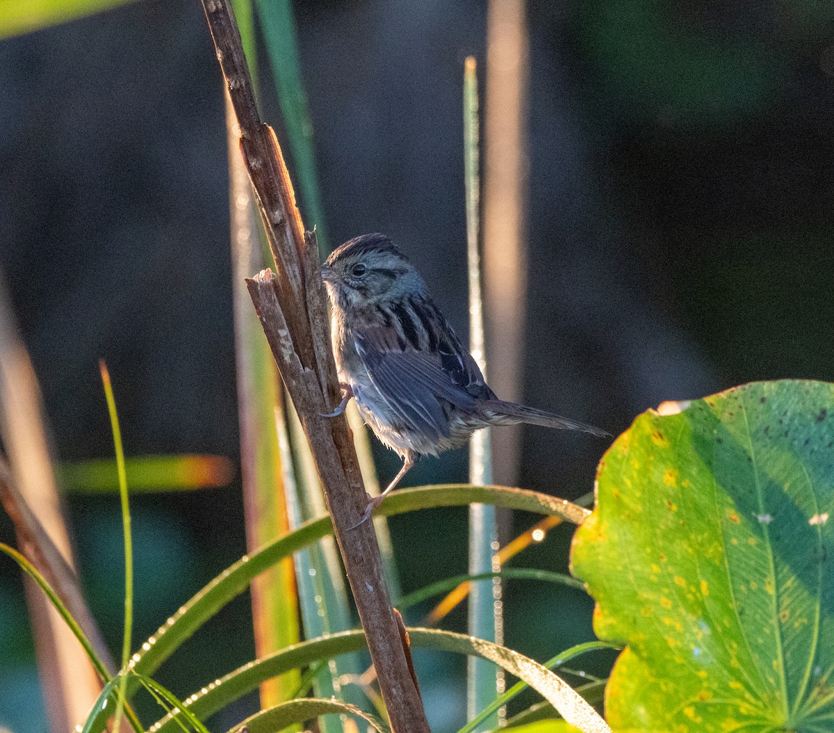 Savannah Sparrow - ML645608788