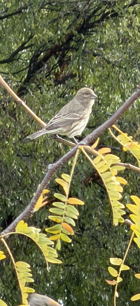 Pine Siskin - ML645608790