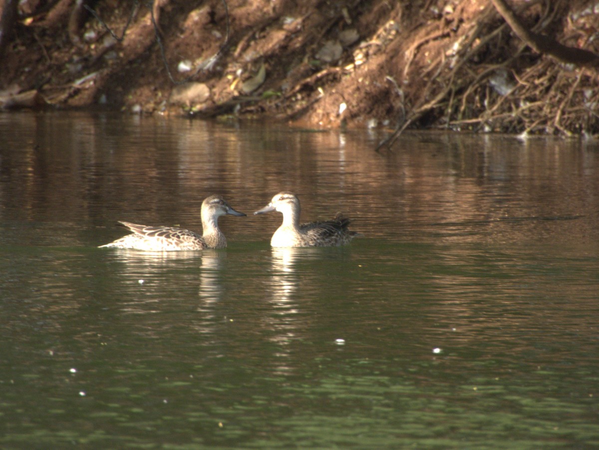 Marzaiola - ML645608792