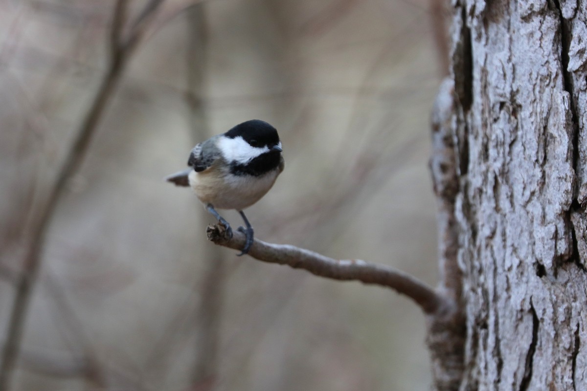 Black-capped Chickadee - ML645608793