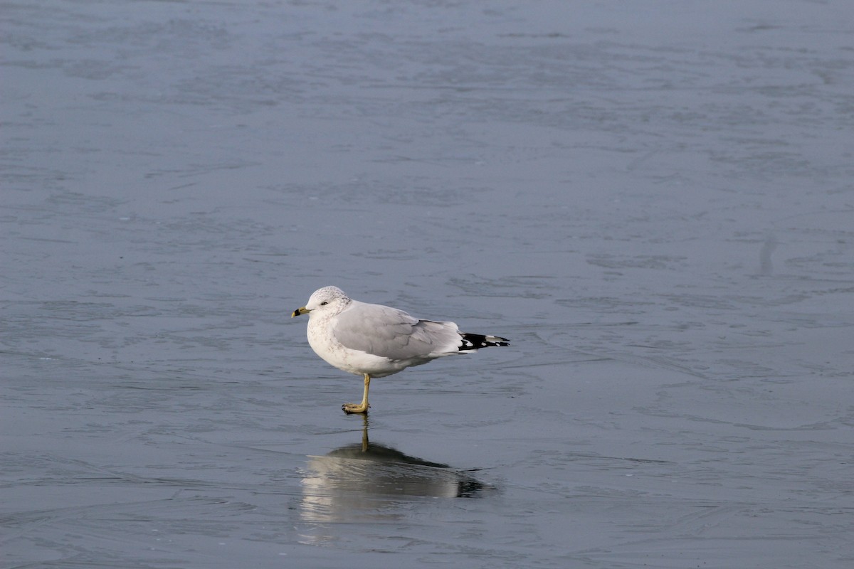 Ring-billed Gull - ML645608794
