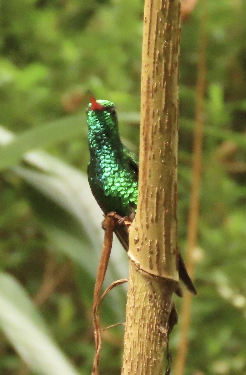 Gabelschwanz-Smaragdkolibri - ML645608809