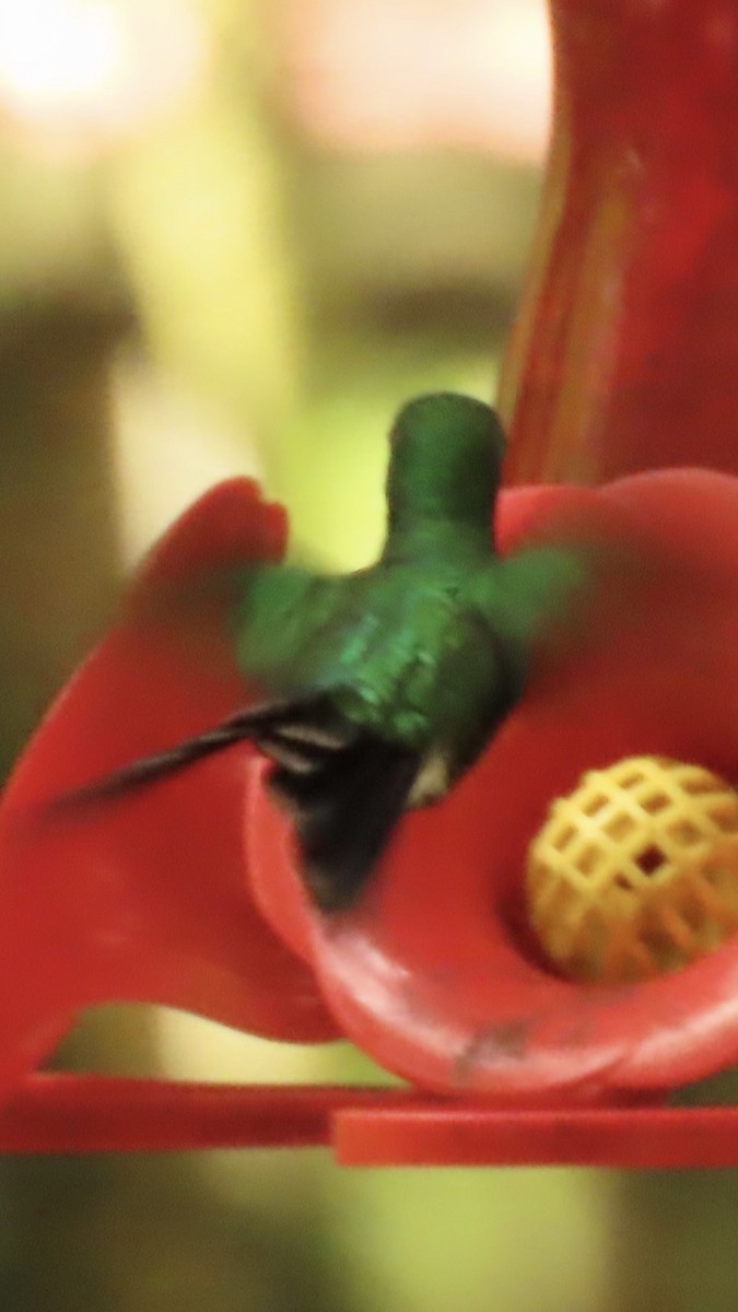 Gabelschwanz-Smaragdkolibri - ML645608810