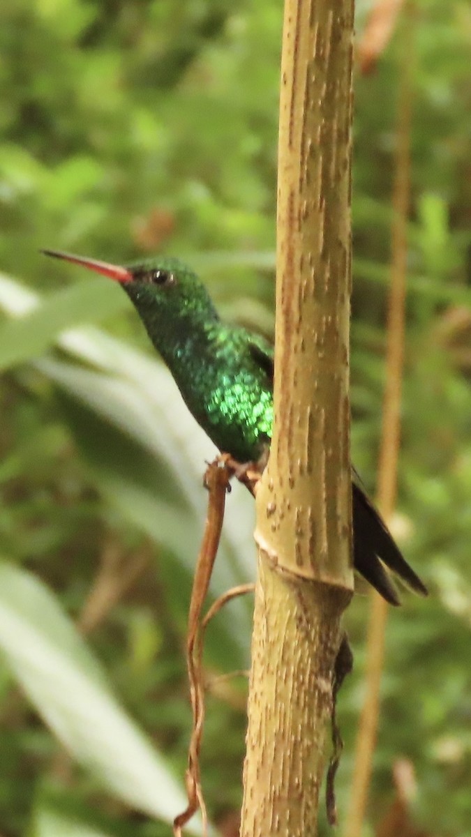Gabelschwanz-Smaragdkolibri - ML645608811
