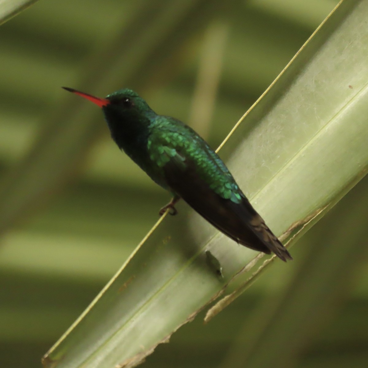 Gabelschwanz-Smaragdkolibri - ML645608812