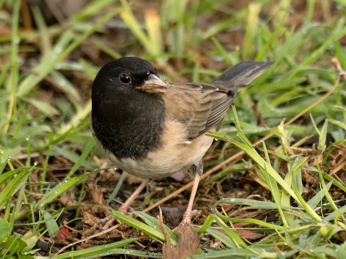 Dark-eyed Junco (Oregon) - ML645608821