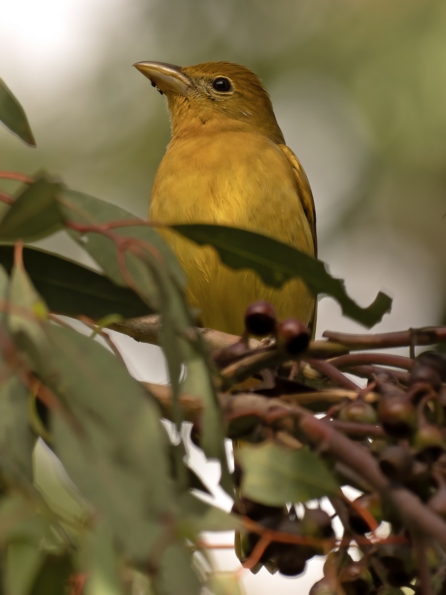 Summer Tanager - ML645608826
