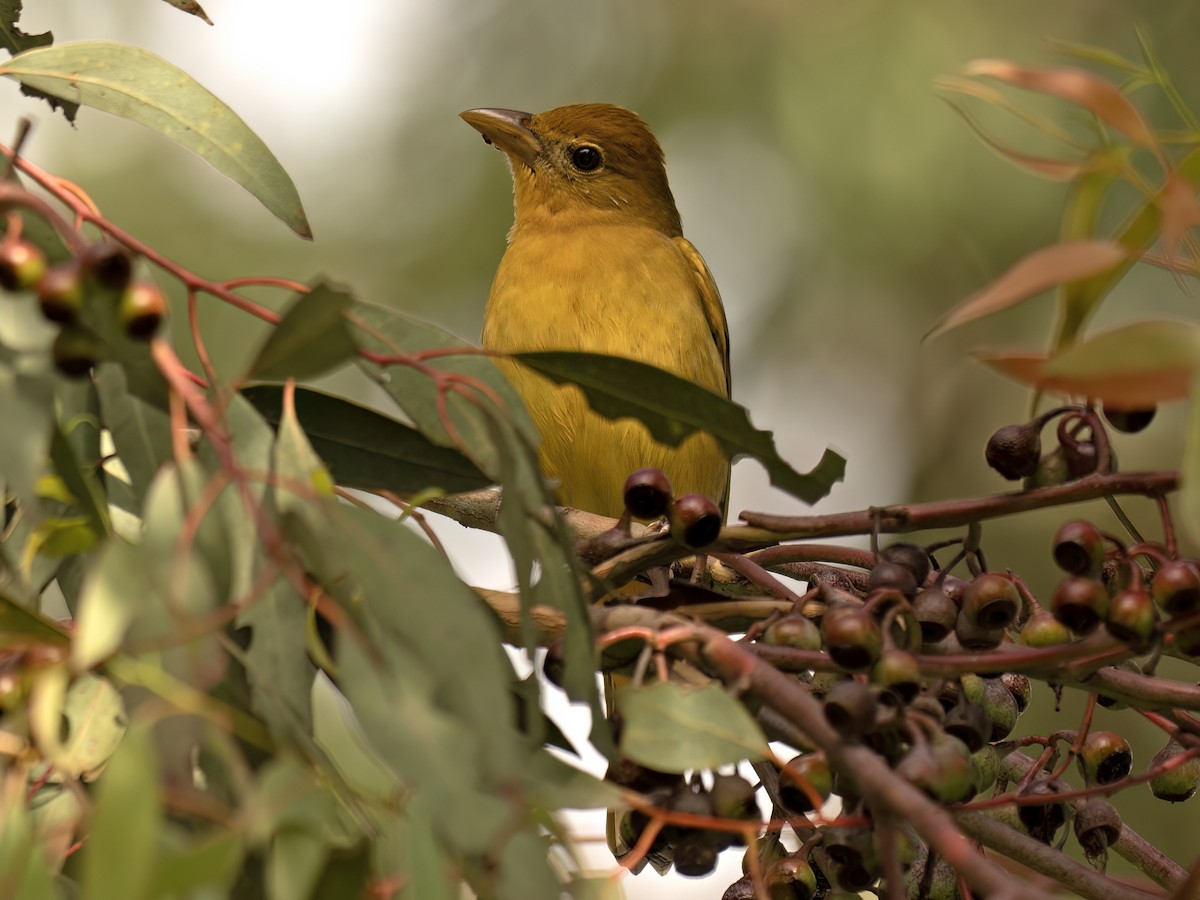 Summer Tanager - ML645608827