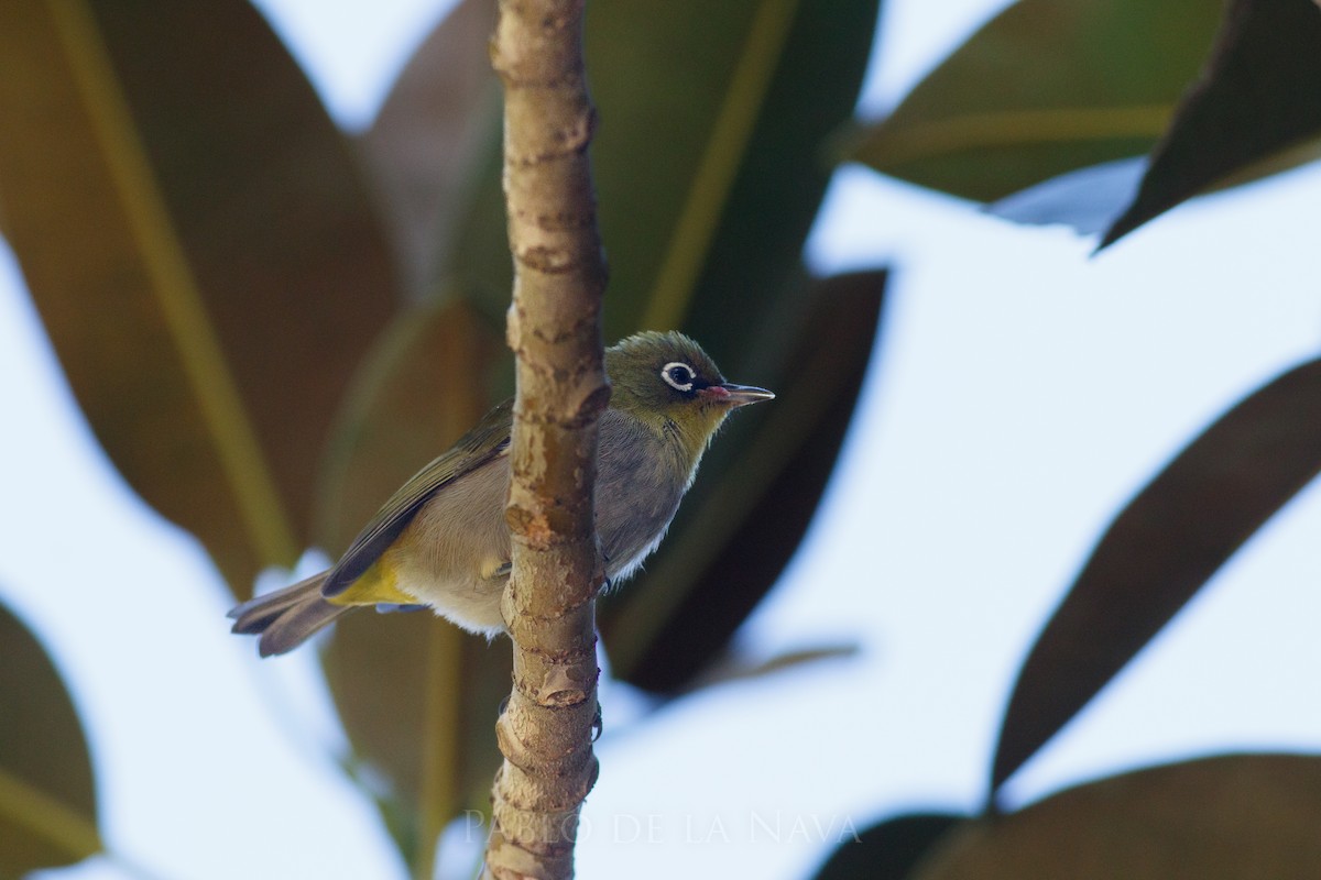 Cape White-eye (Cape) - ML645608832
