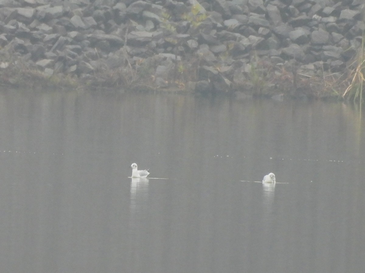 Bonaparte's Gull - ML645608836