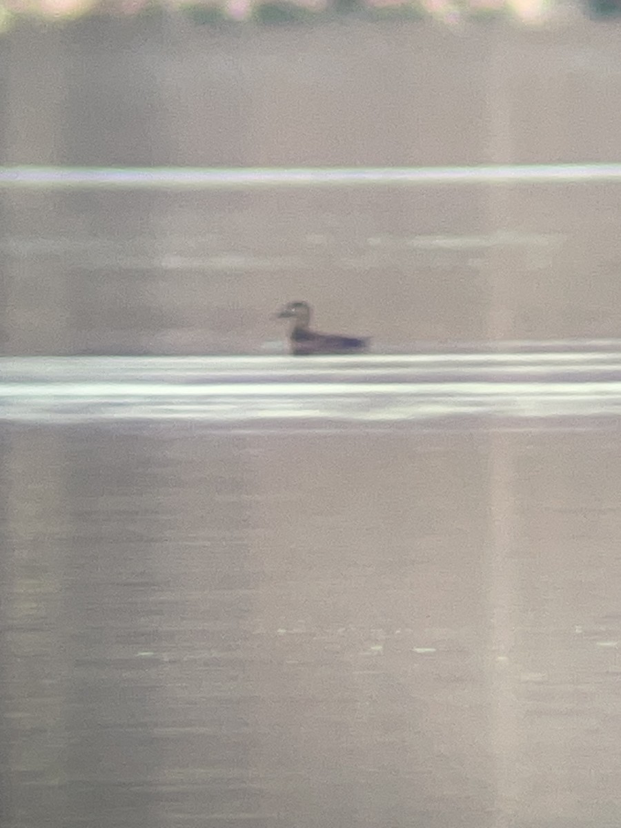 Surf Scoter - ML645608858