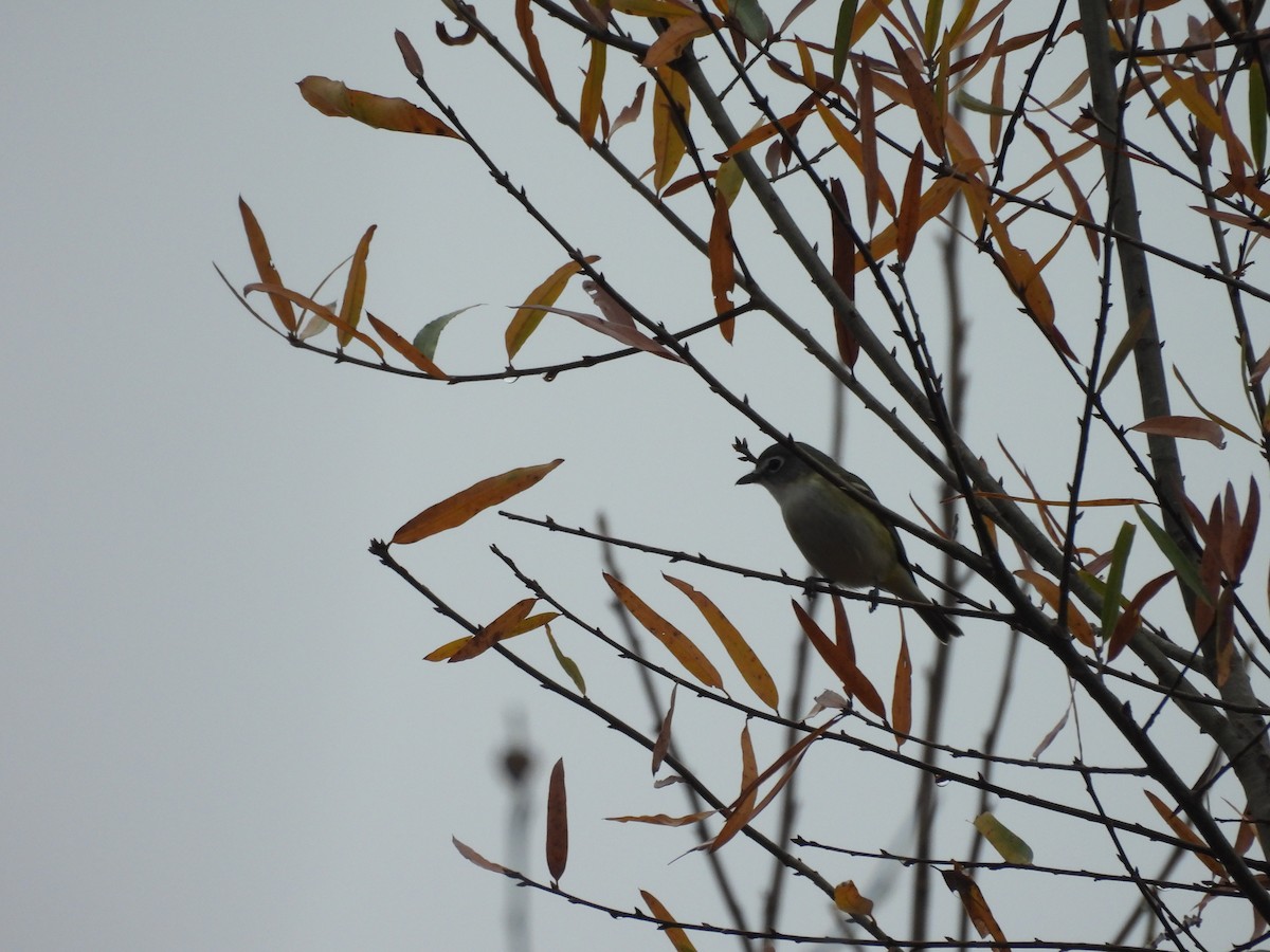 Blue-headed Vireo - ML645608859