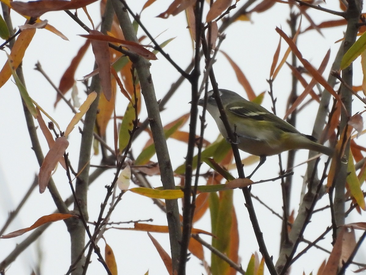 Blue-headed Vireo - ML645608861