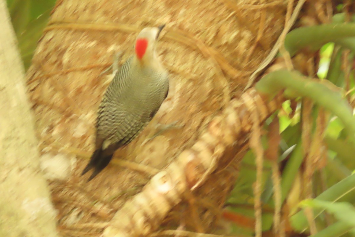 Goldstirnspecht - ML645608866