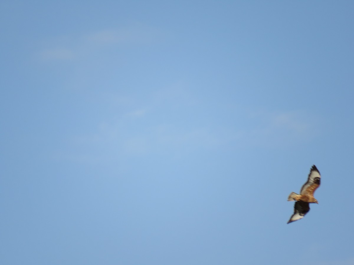 Busardo Moro - ML645608869