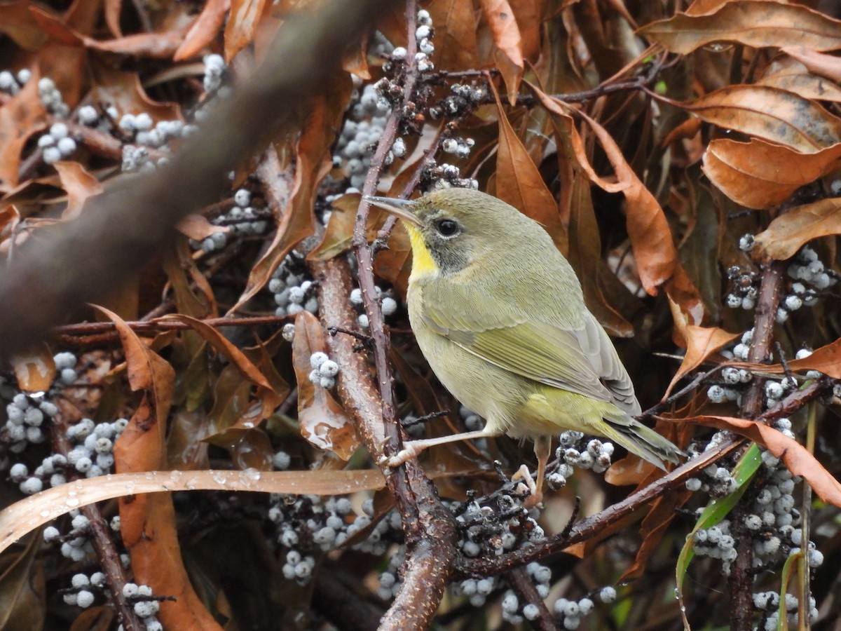 Common Yellowthroat - ML645608870