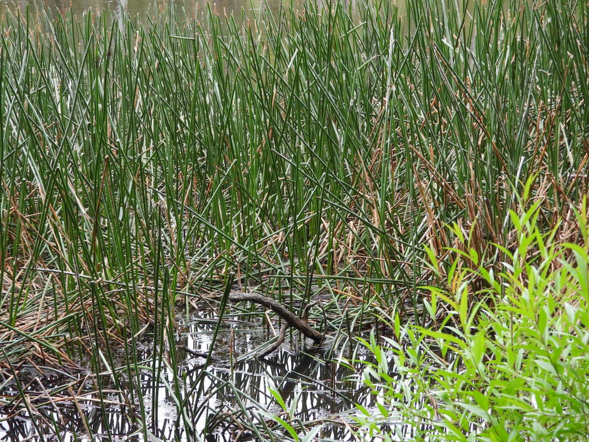 chřástal nejmenší - ML645608892