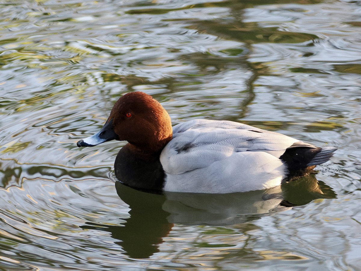 Common Pochard - ML645608901