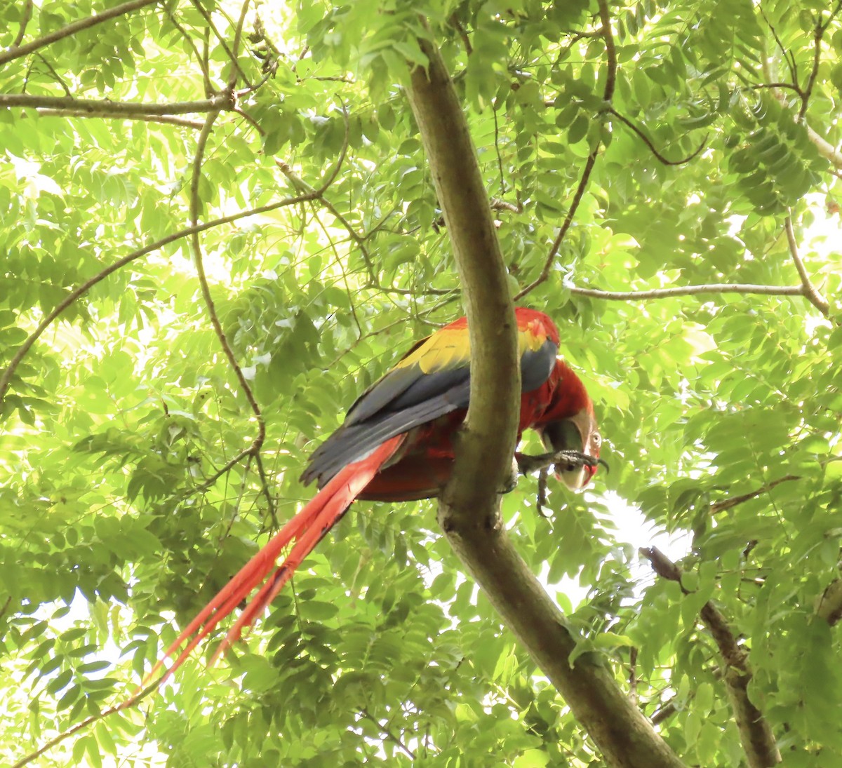 Scarlet Macaw - ML645608927