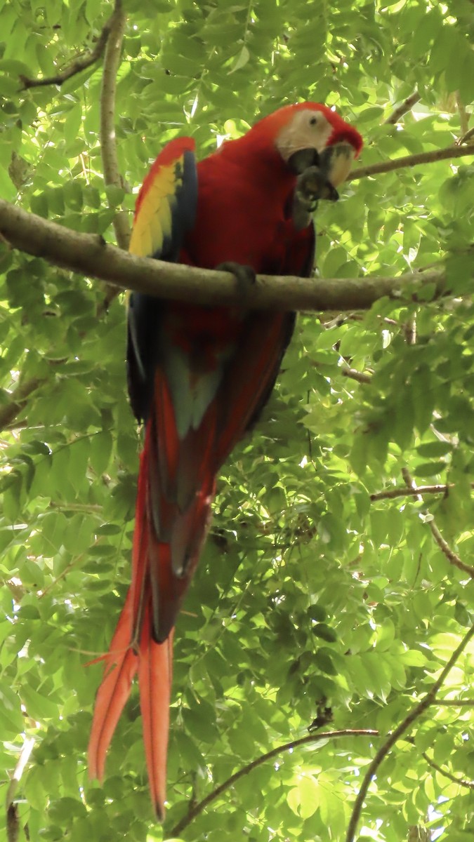 Scarlet Macaw - ML645608928