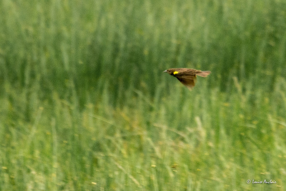 Yellow-winged Blackbird - ML645608934