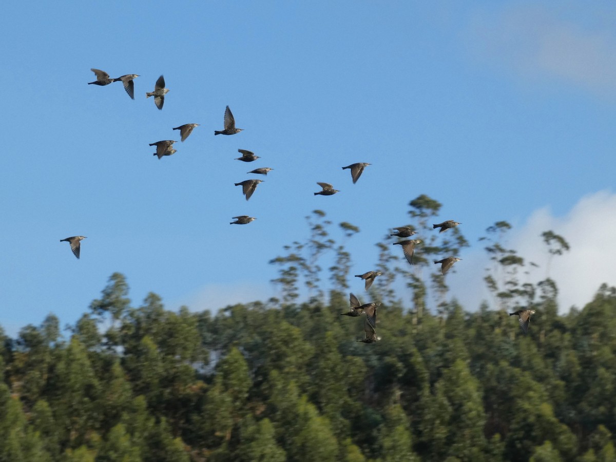 歐洲椋鳥 - ML645608945